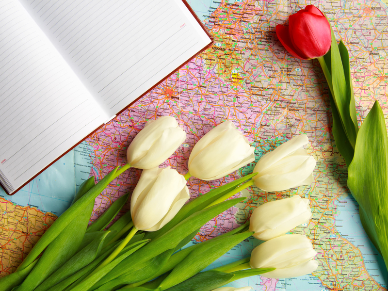 flowers / true flowers flowers / yellow flowers