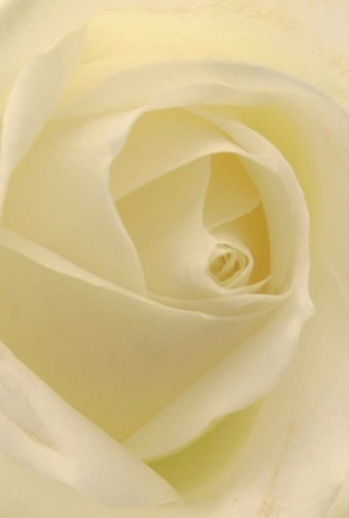Drawn close to this classic white rose, you're invited to savour the serene blend of softness and layered beauty that only a skilled florist can achieve-something Golders Green is known for, with its thriving boutiques on Hoop Lane and North End Road. The creamy white petals, flawlessly shaped, spiral with natural ease and transmit a soothing luminosity as if lit from within. Daylight spills gently across the bloom, melding ivory and pale cream in a gentle symphony of colour that radiates quiet sophistication. This composition is an ideal tribute for meaningful gestures-be it a wedding near Brent Cross, a sincere apology, or a centrepiece for a dignified celebration. Each precisely curled petal suggests purity and enduring strength, while subtle plays of shadow and hue deepen its exquisite elegance. A hint of the rose's clean, comforting fragrance seems to drift from the image, underscoring its appropriateness for conveying sincere emotion-delivered with care across every corner of Golders Green.
