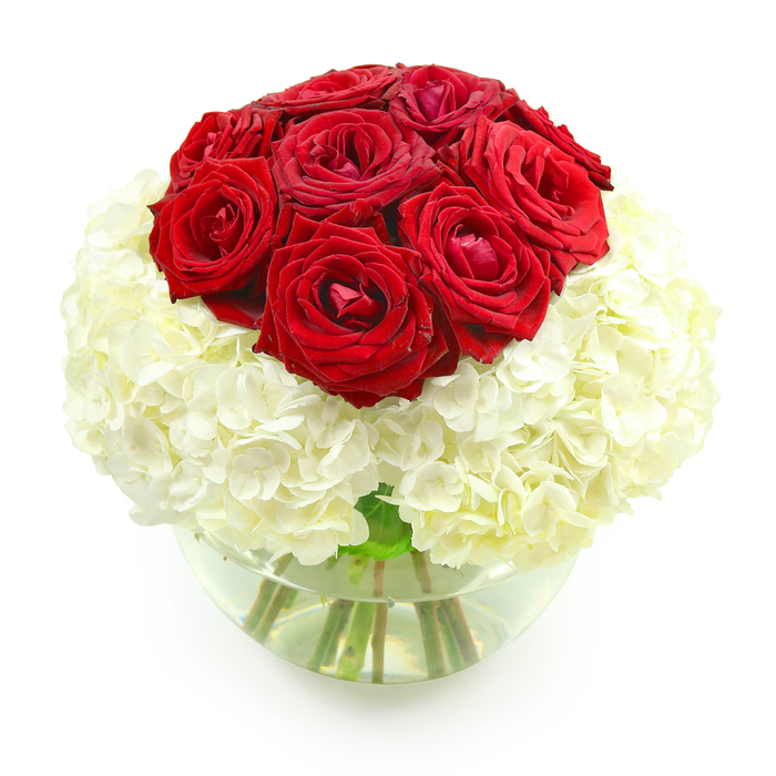 This image shows a classically romantic anniversary bouquet displayed against a flawless white background, allowing every nuance of the flowers to stand out. Rising from a clear, bowl-shaped glass vase, the arrangement is composed in a harmonious sphere, with deep red roses crowning a base of snowy hydrangeas. At the top, approximately ten roses cluster tightly into a domed formation. Their petals are luxuriantly velvety, unfolding in smooth spirals from the centre of each bloom and catching kind, soft light that enhances their rich crimson hue. Some roses appear fully open and expressive, while a few remain partly closed, giving the design a natural, just-arranged freshness. Supporting this romantic crown is a voluminous cushion of white hydrangeas. Each hydrangea head is made up of numerous delicate florets, which overlap to create a plush, cloud-like texture. Their creamy white tone provides a calm, luminous backdrop that makes the red roses appear even more intense and passionate. The stems are neatly gathered and visible through the clear water of the glass vase, adding a hint of organic structure beneath the softness of the blooms. The setting feels serene and contemporary, the kind of bouquet you might find in an elegant Golders Green living room overlooking Golders Hill Park, or gracing the reception of a small venue off Finchley Road. With its carefully balanced palette and rounded form, the design suggests enduring commitment and thoughtful celebration, ideal for marking an anniversary or special moment with someone dear in NW11.