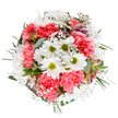 Radiating the cheerful vitality of a Golders Green spring, this expertly designed bouquet is a celebration of fresh beginnings and heartfelt connections. The core of the arrangement showcases joyful white daisies with bright green centers, set alongside plush, coral-pink carnations whose silky, ruffled petals create inviting depth. Delicate gypsophila, like a scattering of stars across a clear Hampstead evening, weaves between the dominant flowers, imparting a softness and delicate motion throughout. Rounded eucalyptus leaves and darker greenery provide aromatic undertones and a structured frame, their fresh scents and varied hues reminiscent of gardens tucked behind Golders Green's terraced houses. Subtle highlights of purple-tinged alstroemeria buds peek out from the foliage, introducing gentle surprises and hints of new growth. The bouquet's rounded, harmonious form is thoughtfully constructed, reflecting the experienced hands of a local florist and echoing the joyful spirit found at community celebrations around Golders Green. Perfect for recognising a special milestone, expressing thanks, or simply infusing a home or office near Golders Hill Park with light-hearted joy, this arrangement is as uplifting in mood as it is beautiful in appearance-a soulful tribute to both flowers and the Golders Green community.